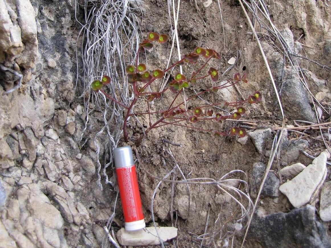 Euphorbia minuscola? - Euphorbia cfr. falcata